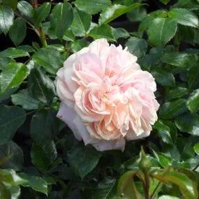 Joie de Vivre Floribunda Rose (Rosa Joie de Vivre) 1